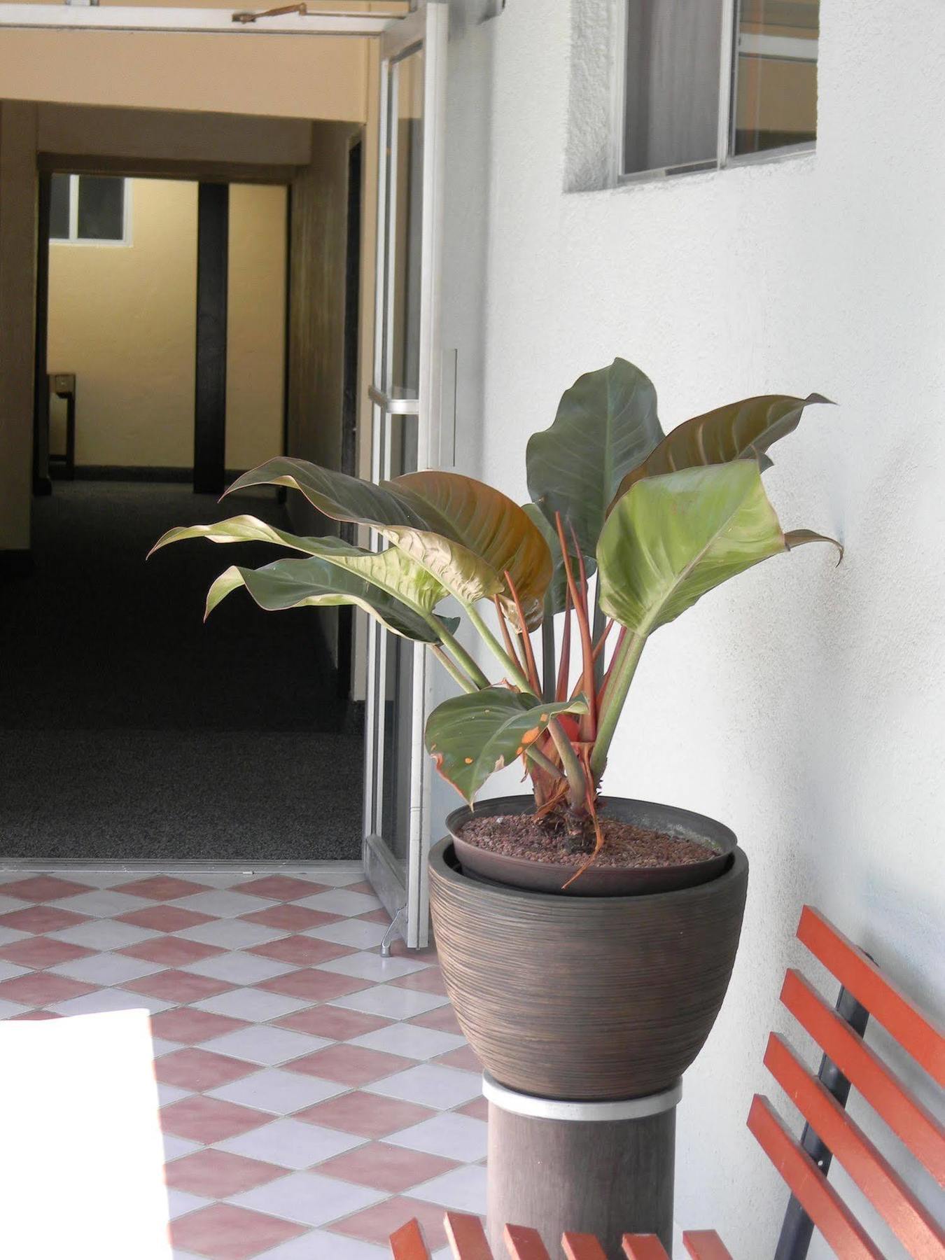 טיחואנה Hotel Plaza Hermosa מראה חיצוני תמונה